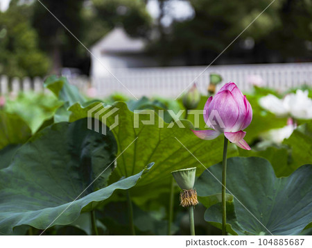 伊賀八幡宮的蓮花（岡崎市） 104885687