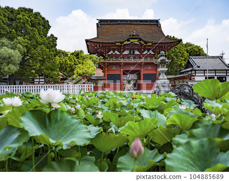 伊賀八幡宮的蓮花（岡崎市） 104885689