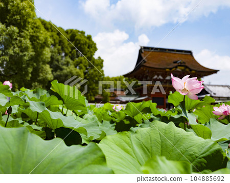 伊賀八幡宮的蓮花(岡崎市) 伊賀八幡宮的蓮花(岡崎市) 104885692