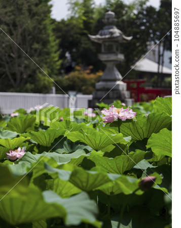 Lotus at Iga Hachimangu Shrine (Okazaki City) Lotus at Iga Hachimangu Shrine (Okazaki City) 104885697