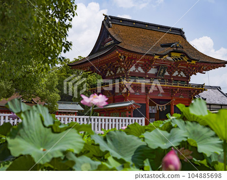 Lotus at Iga Hachimangu Shrine (Okazaki City) Lotus at Iga Hachimangu Shrine (Okazaki City) 104885698