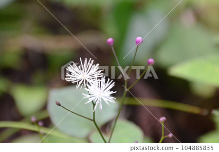 The shigin larch, which grows under forests in mountainous areas, and has cute multi-tufted inflorescences with many white stamens and reddish-purple buds. The shigin larch, which grows under forests in mountainous areas, and has cute multi-tufted inflorescences with many white stamens and reddish-purple buds. 104885835
