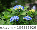 Blue Hydrangea 104885926
