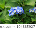 Blue Hydrangea 104885927