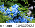 Blue Hydrangea 104885928