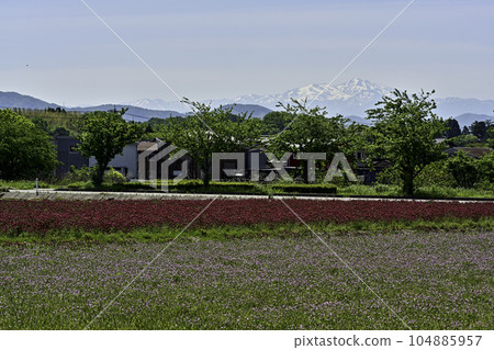Flower field in Ishiko, Nomi City Flower field in Ishiko, Nomi City 104885957