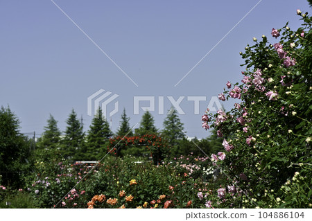 Rose garden in Kanazawa where roses are in full bloom 104886104