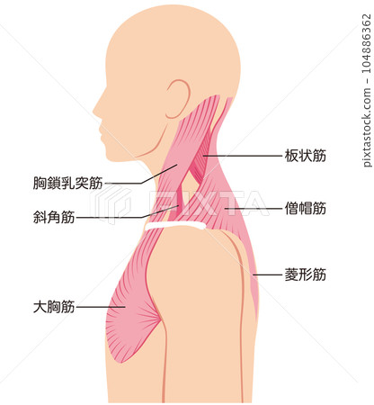 Structure of neck muscle 104886362