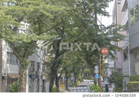 Street trees lined with fresh greenery, a residential area in Tokyo 104886389
