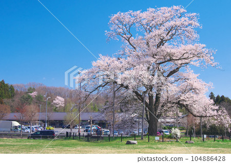 Ipponzakura - Manto Sakura April 2023 Ipponzakura - Manto Sakura April 2023 104886428