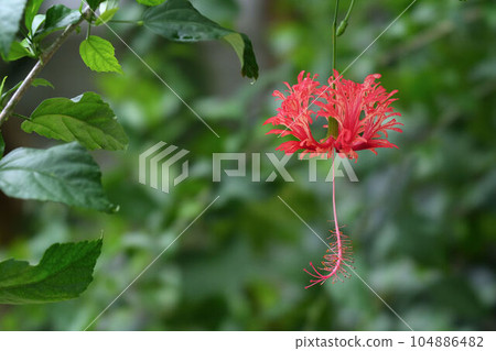 Blooming like hanging Blooming like hanging 104886482