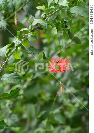 綻放如懸 綻放如懸 104886483