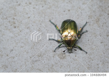 閃耀著金色光芒的大麻花象 閃耀著金色光芒的大麻花象 104886494