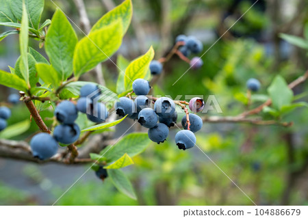 藍莓農場 104886679