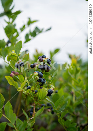 藍莓農場 104886680