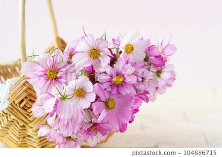 波斯菊花籃 104886715