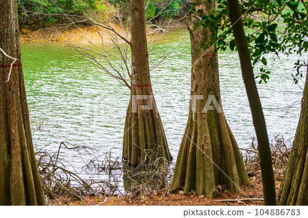 Bald cypress in the forest of Sasaguri Kyushu University 104886783