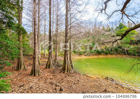 Bald cypress in the forest of Sasaguri Kyushu University Bald cypress in the forest of Sasaguri Kyushu University 104886786