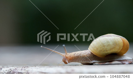 初夏公園裡一隻可愛的蝸牛 104887048