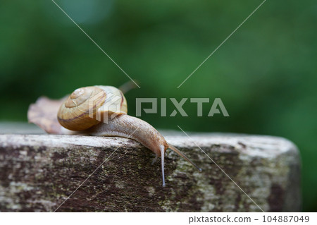 初夏公園裡一隻可愛的蝸牛 104887049