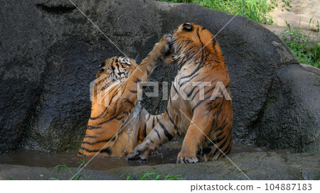 Amur tiger's younger brother patting his older brother in the pond Amur tiger's younger brother patting his older brother in the pond 104887183