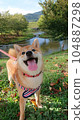 A dog playing in a sunny autumn park 104887298