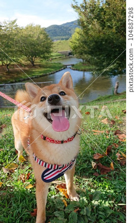 A dog playing in a sunny autumn park A dog playing in a sunny autumn park 104887298