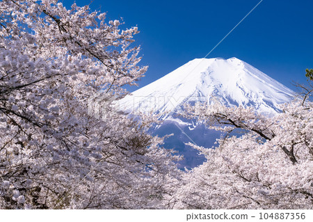 “山梨縣”富士山和櫻花盛開新名莊川/忍野村 104887356