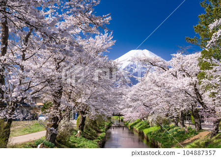 “山梨縣”富士山和櫻花盛開新名莊川/忍野村 104887357