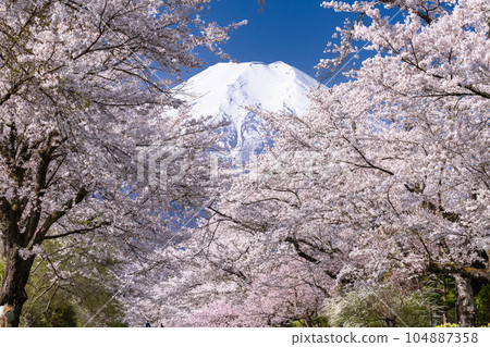 “山梨縣”富士山和櫻花盛開新名莊川/忍野村 104887358