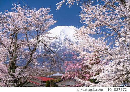 "Yamanashi Prefecture" Mt. Fuji and cherry blossoms in full bloom Shinna Shogawa / Oshino Village 104887372
