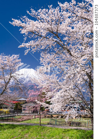 "Yamanashi Prefecture" Mt. Fuji and cherry blossoms in full bloom Shinna Shogawa / Oshino Village 104887373
