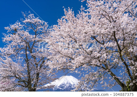“山梨縣”富士山和櫻花盛開新名莊川/忍野村 “山梨縣”富士山和櫻花盛開新名莊川/忍野村 104887375