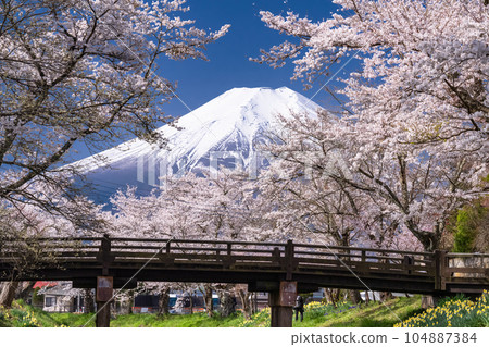"Yamanashi Prefecture" Mt. Fuji and cherry blossoms in full bloom Shinna Shogawa / Oshino Village 104887384