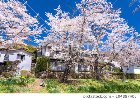 <Yamanashi Prefecture> Cherry blossoms in full bloom at Shinnashogawa River and Oshino Village 104887405