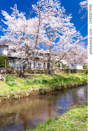 <Yamanashi Prefecture> Cherry blossoms in full bloom at Shinnashogawa River and Oshino Village 104887406