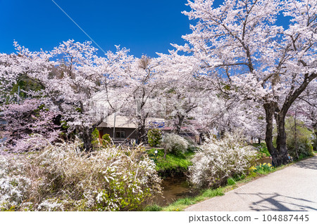 【山梨縣】櫻花盛開的新名莊川和忍野村 【山梨縣】櫻花盛開的新名莊川和忍野村 104887445