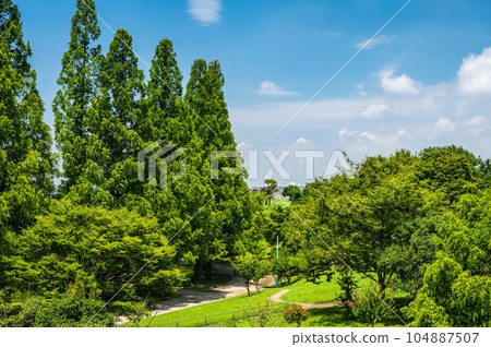 大阪市城北公園的水杉 大阪市城北公園的水杉 104887507