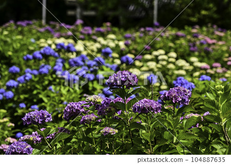本鄉寺的繡球花 本鄉寺的繡球花 104887635