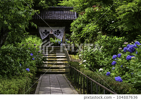 本鄉寺的繡球花 本鄉寺的繡球花 104887636