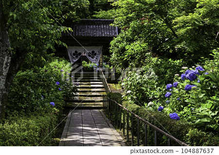 本鄉寺的繡球花 104887637