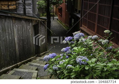 Kazuemachi Chaya District where hydrangea blooms Kazuemachi Chaya District where hydrangea blooms 104887714