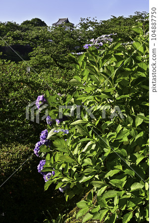 Hydrangea and Kanazawa Castle 104887750