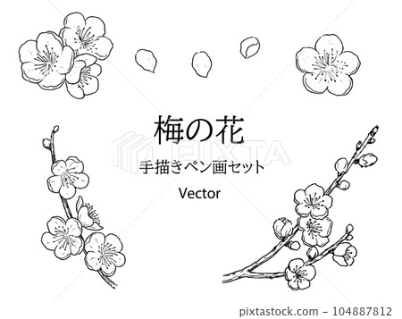 Plum blossom hand-drawn pen drawing set vector 104887812
