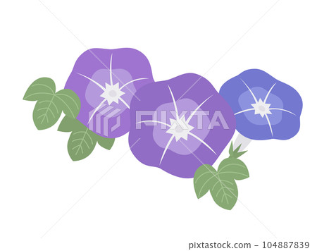 牽牛花的插圖 104887839