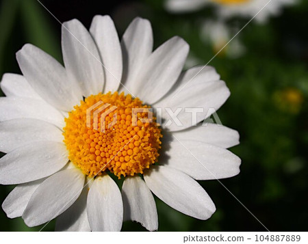 Margaret flower up Margaret flower up 104887889