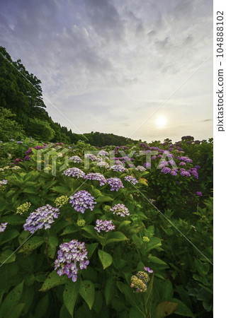 本鄉寺的繡球花盛開 本鄉寺的繡球花盛開 104888102