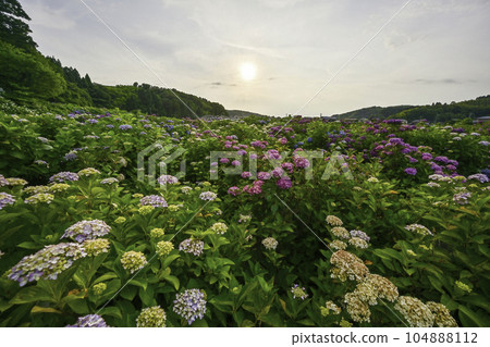 Hydrangea in full bloom at Hongoji Temple 104888112