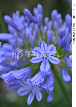 Agapanthus flower 104888132