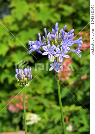 百子花 百子花 104888145